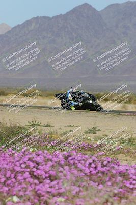 media/Feb-04-2023-SoCal Trackdays (Sat) [[8a776bf2c3]]/Turn 15 Inside Blooming (1050am)/